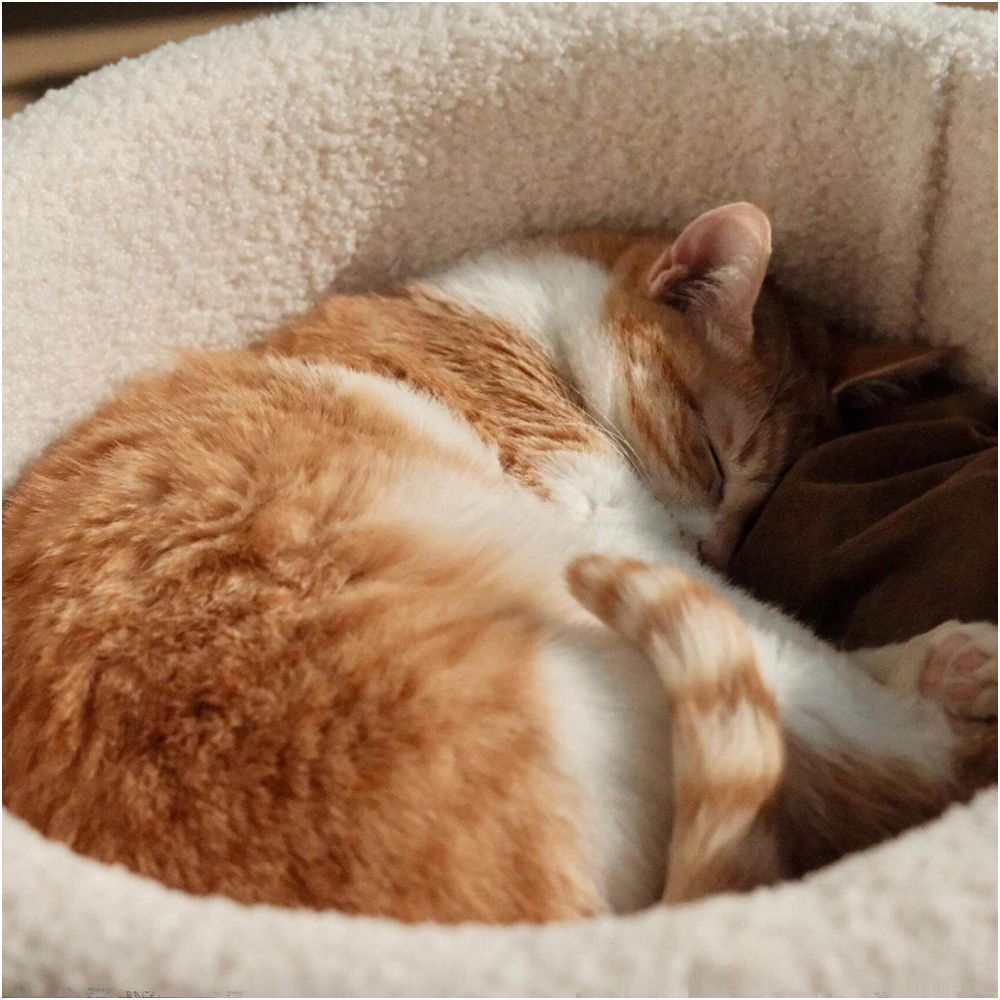 FAFAxJellycat Series Pet Bed image 1